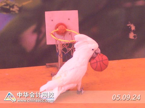 鳥語林可愛的動物表演